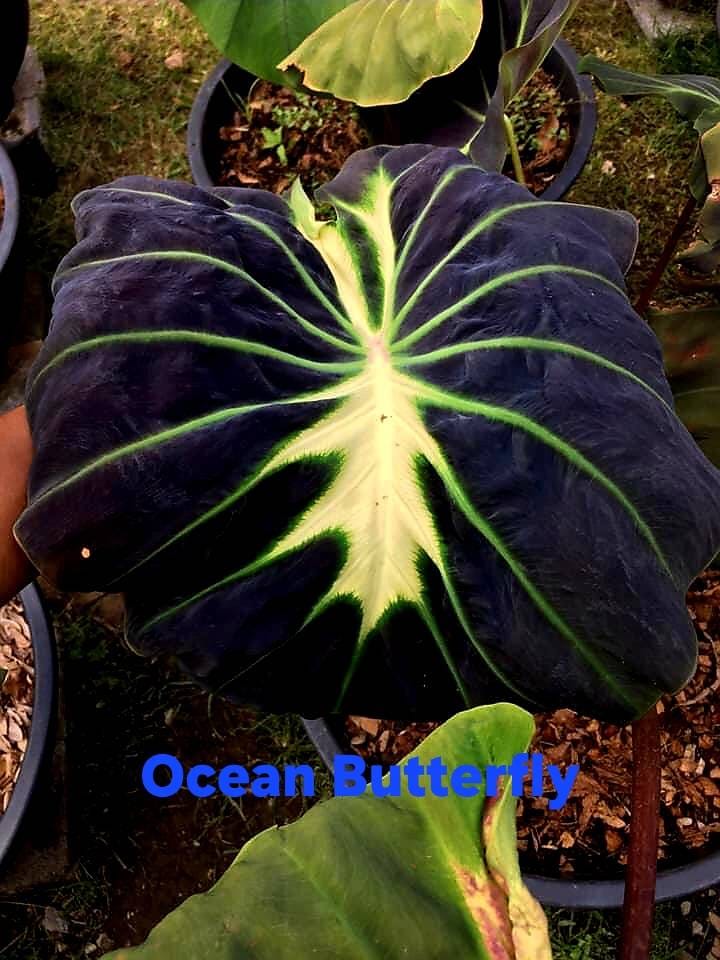 Colocasia Ocean ButterfLy (PRE-ORDER)-COLO52