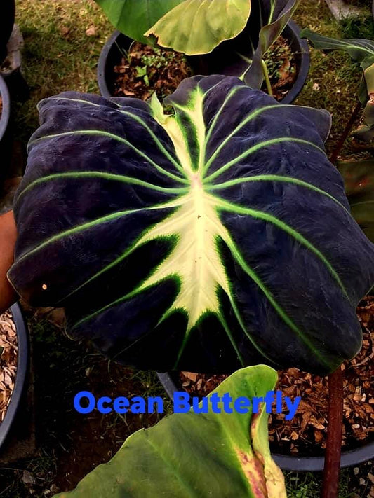 Colocasia Ocean ButterfLy (PRE-ORDER)-COLO52