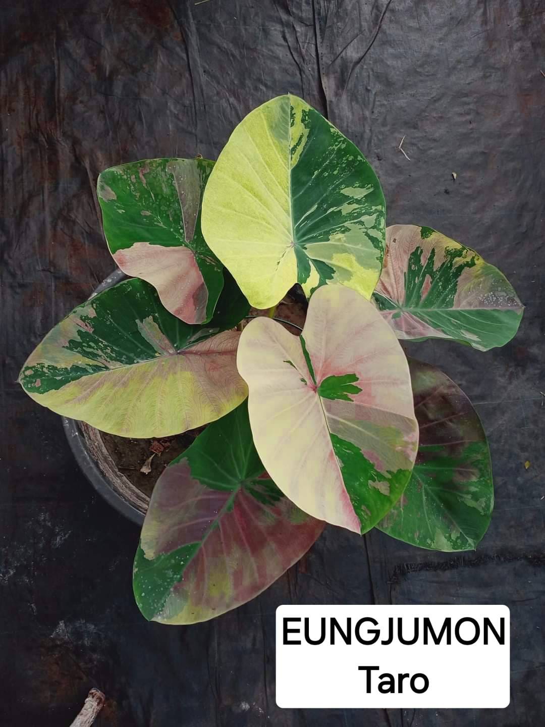 Colocasia Eung jumon Taro (PRE-ORDER)-COLO89