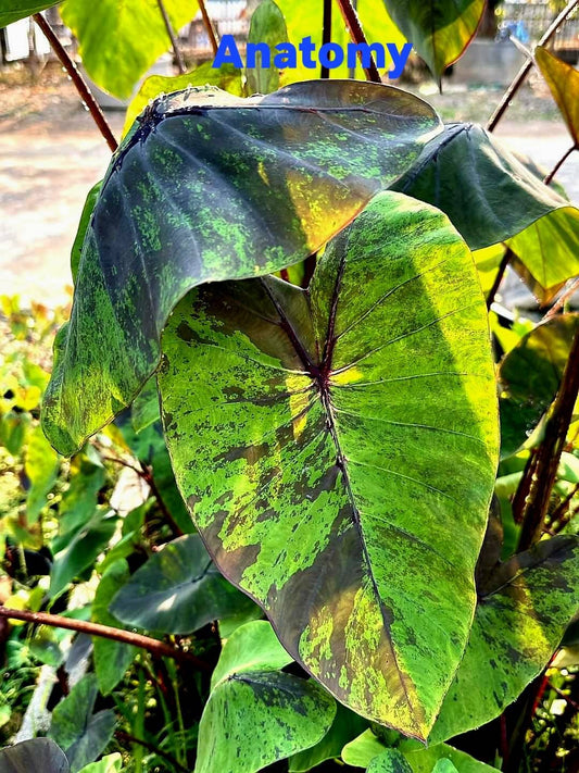 Colocasia Anatomy (PRE-ORDER)-COLO51