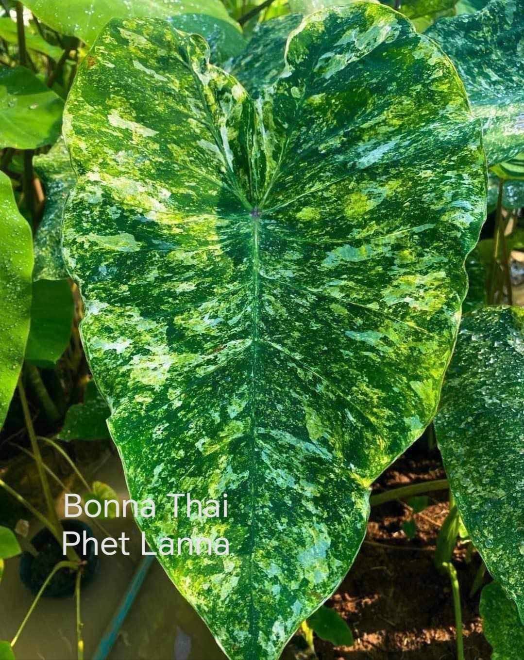 Colocasia Phet lanna (PRE-ORDER)-COLO78