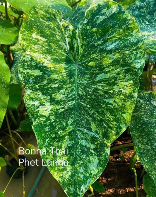 Colocasia Phet lanna (PRE-ORDER)-COLO78