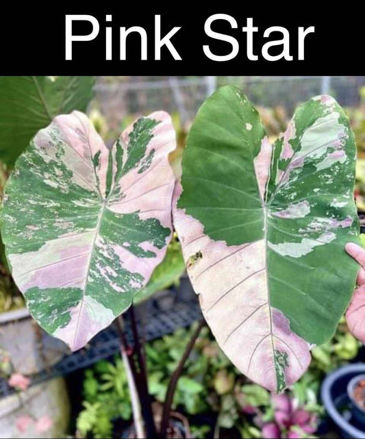 Colocasia Pink star (PRE-ORDER)-COLO71