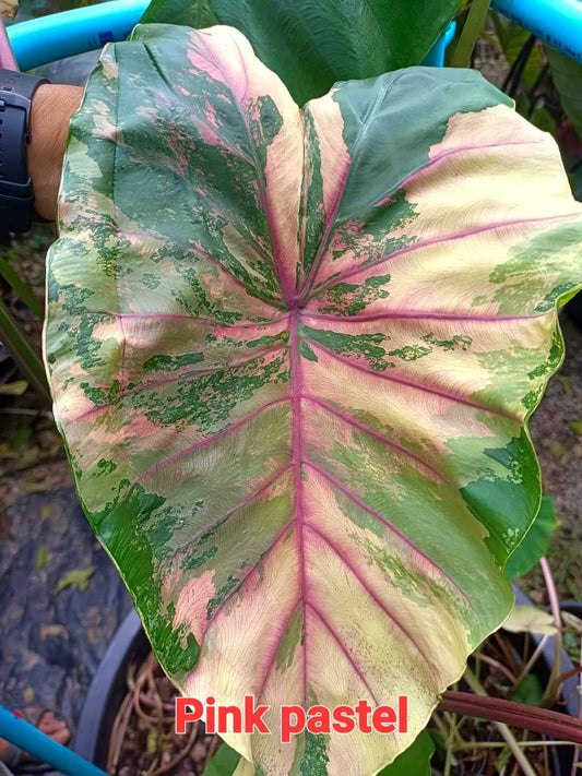 Colocasia Pink pastel (PRE-ORDER)-COLO43