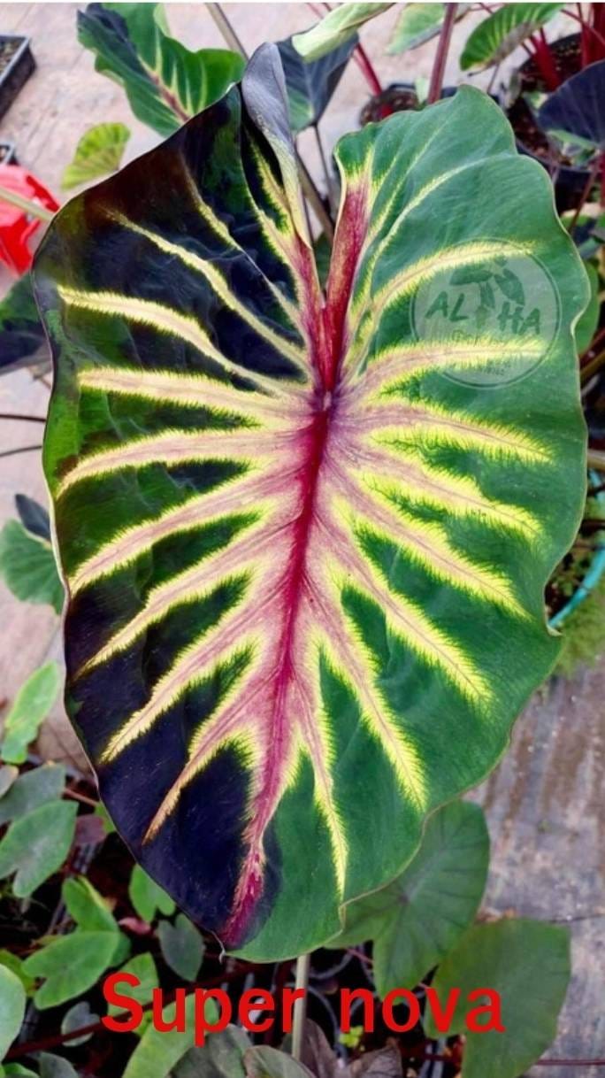 Colocasia Supernova (PRE-ORDER)-COLO39