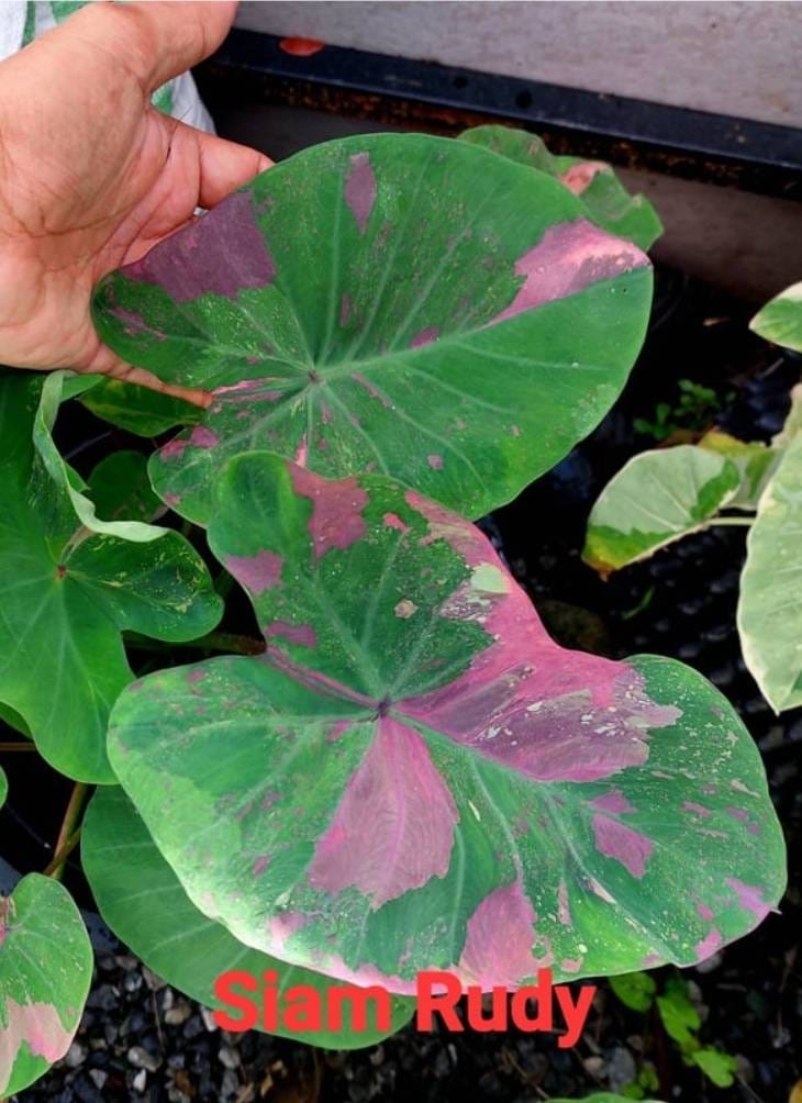 Colocasia Siam Ruby (PRE-ORDER)-COLO17