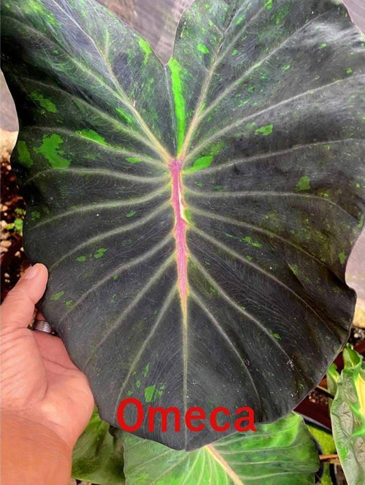 Colocasia Omeca (PRE-ORDER)-COLO36