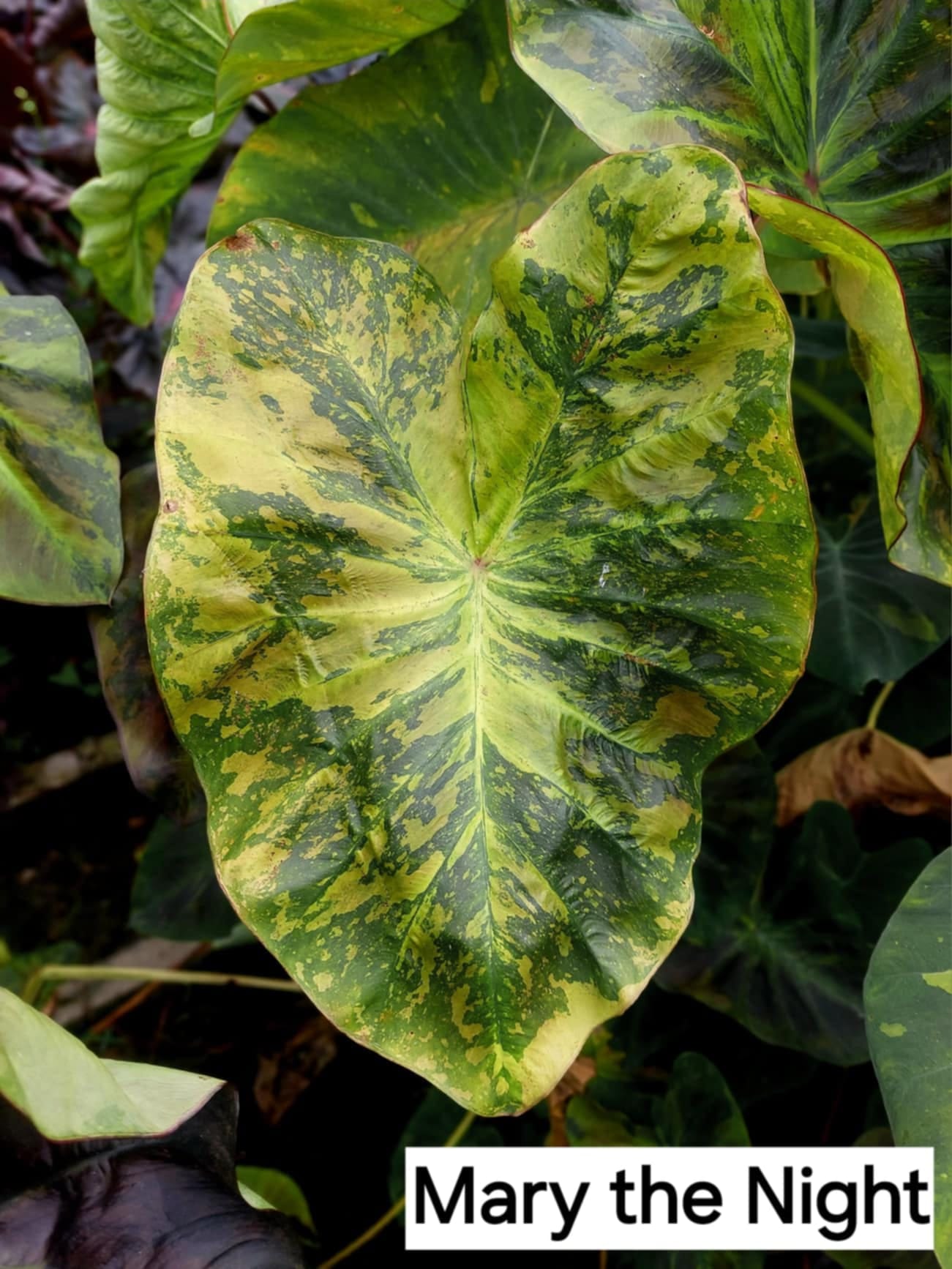 Colocasia Marry the Night (PRE-ORDER)-COLO03