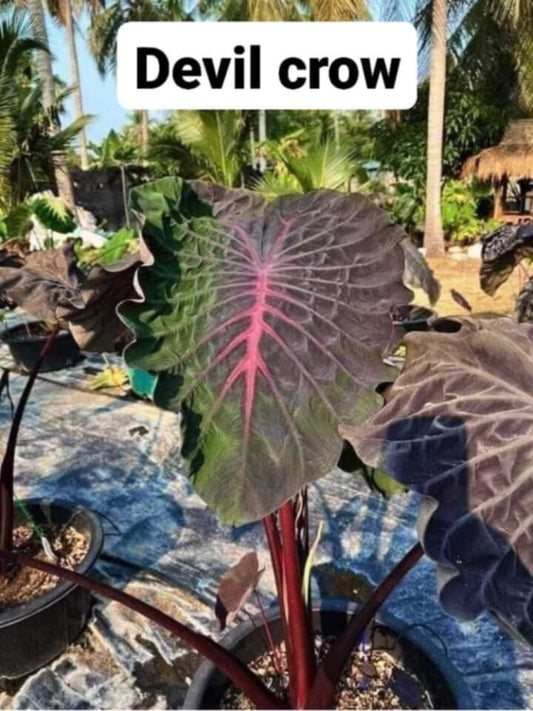 Colocasia Devil Crow (PRE-ORDER)-COLO64