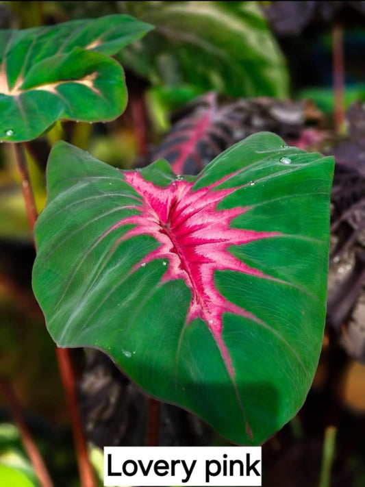 Colocasia Lovery pink (PRE-ORDER)-COLO70