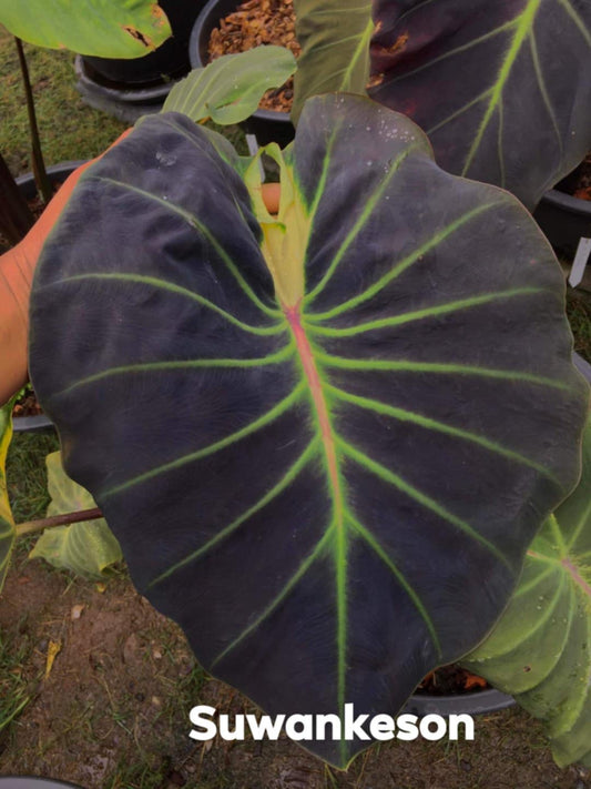 Colocasia Suwan Kasorn (PRE-ORDER)-COLO88