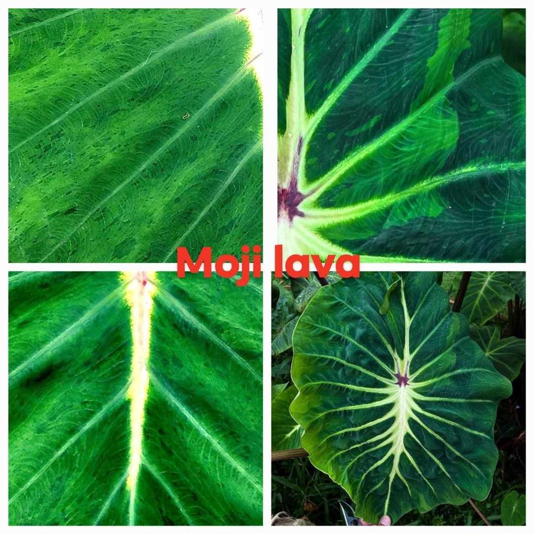 Colocasia Moji Lava (PRE-ORDER)-COLO82