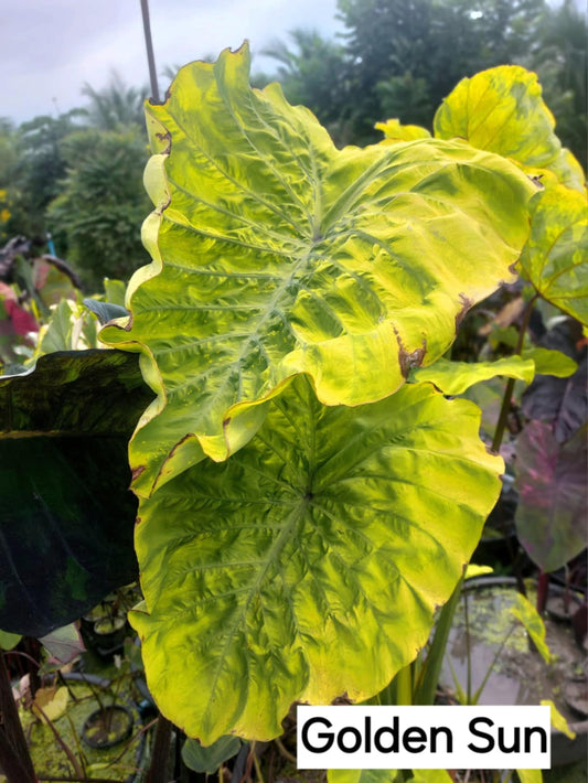 Colocasia Golden sun (PRE-ORDER)-COLO85