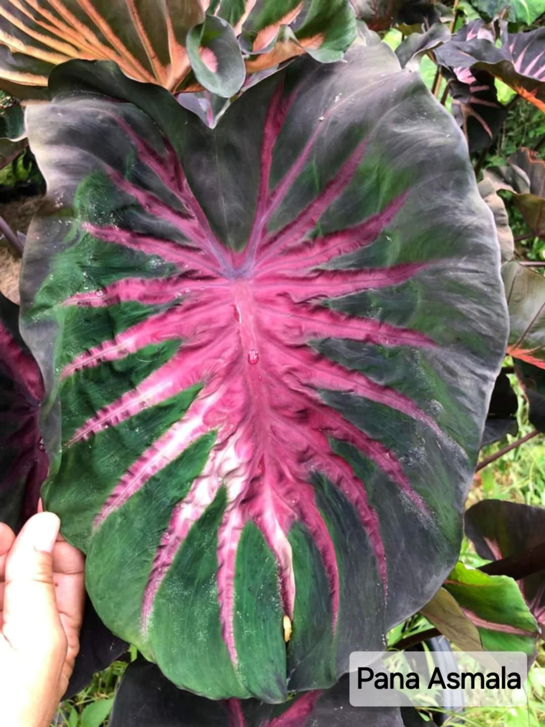 Colocasia Pana Asmala  (PRE-ORDER)-COLO86