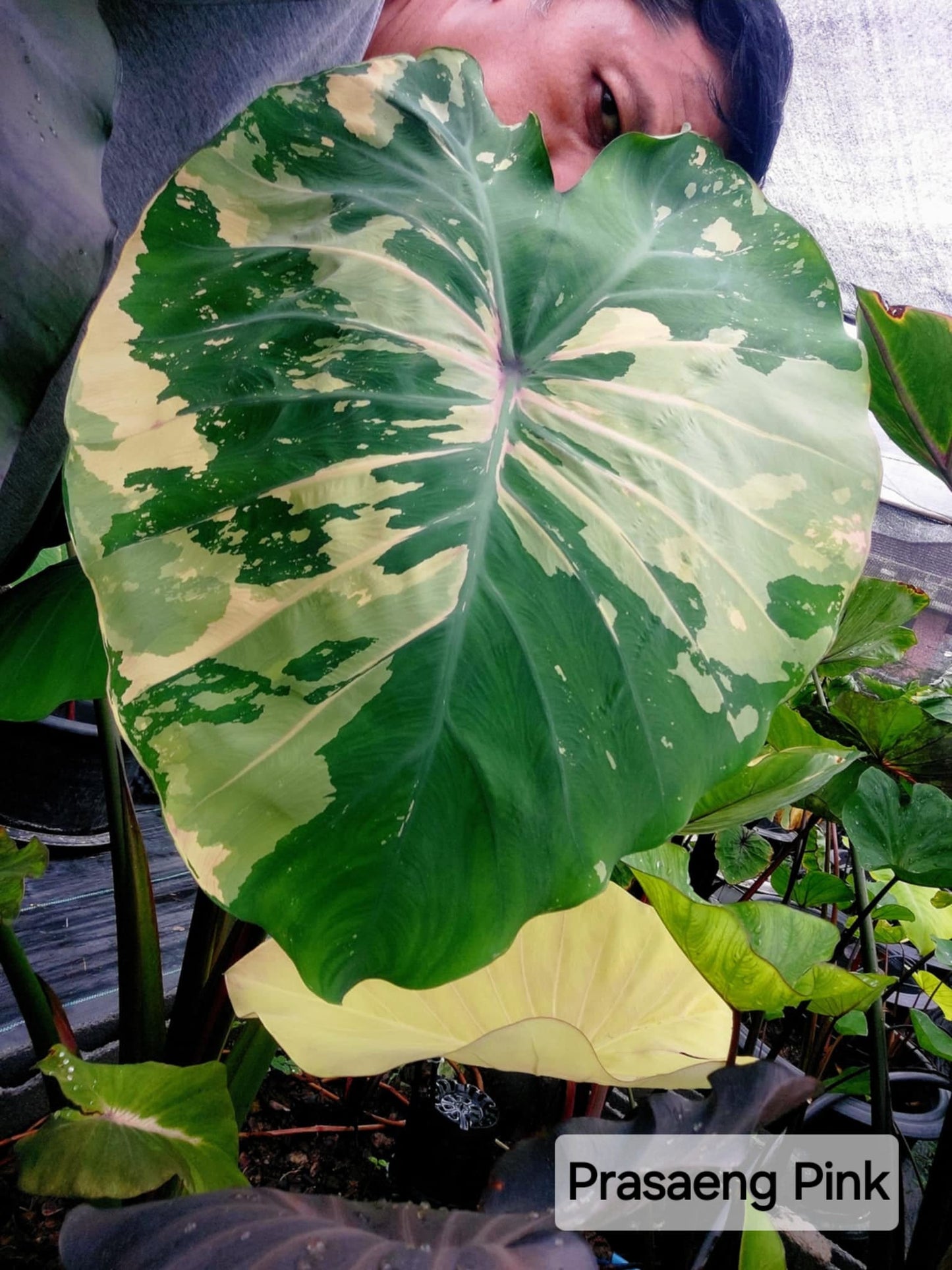 Colocasia Praseng pink (PRE-ORDER)-COLO75