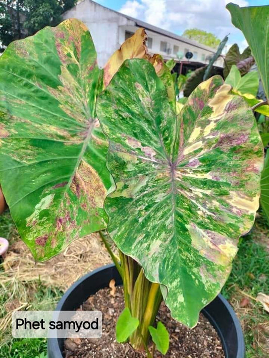 Colocasia Phet Samyod (PRE-ORDER)-COLO79