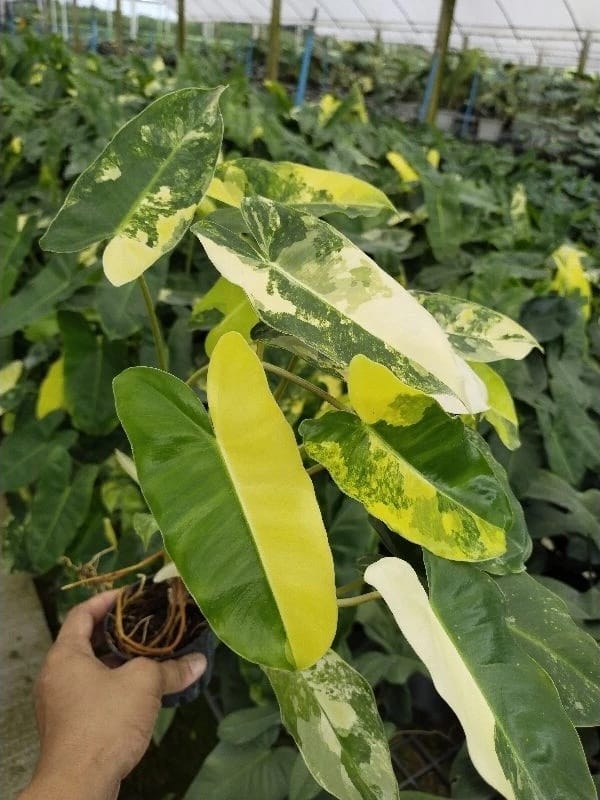 Philodendron Burle Marx Variegated (PRE-ORDER)-JUL16