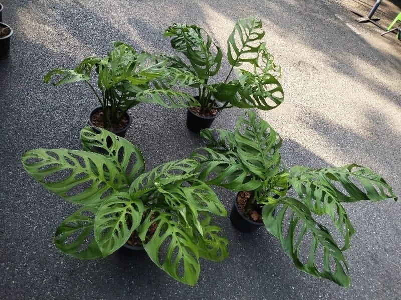 Monstera Esquelito large (PRE-ORDER)-JUL15