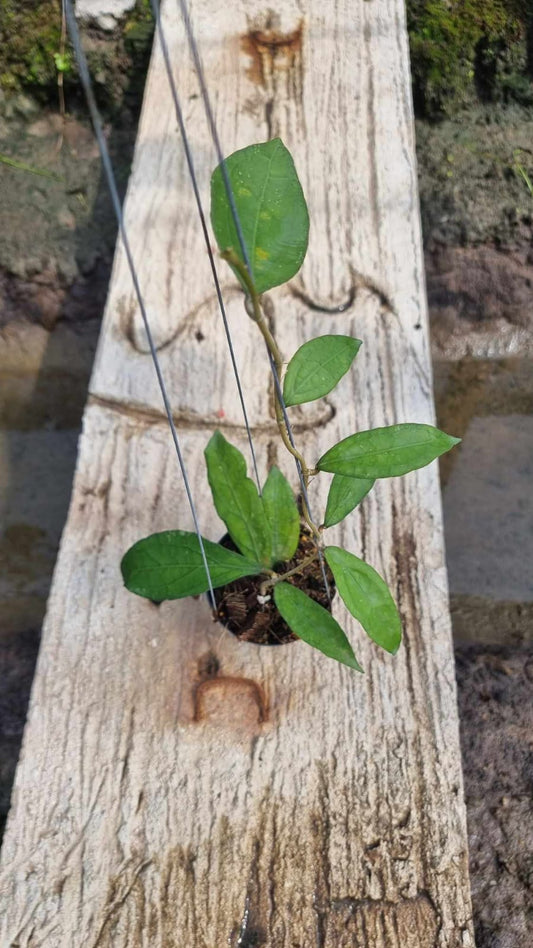 Hoya Clemensiorum Medium (PRE-ORDER)-JULY82