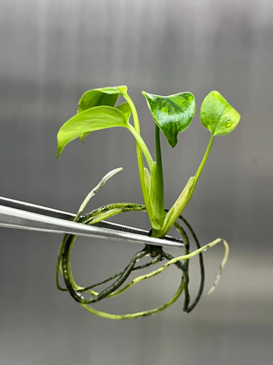 Monstera Deliciosa Green on Green Tissue Culture (PRE-ORDER) -TC098