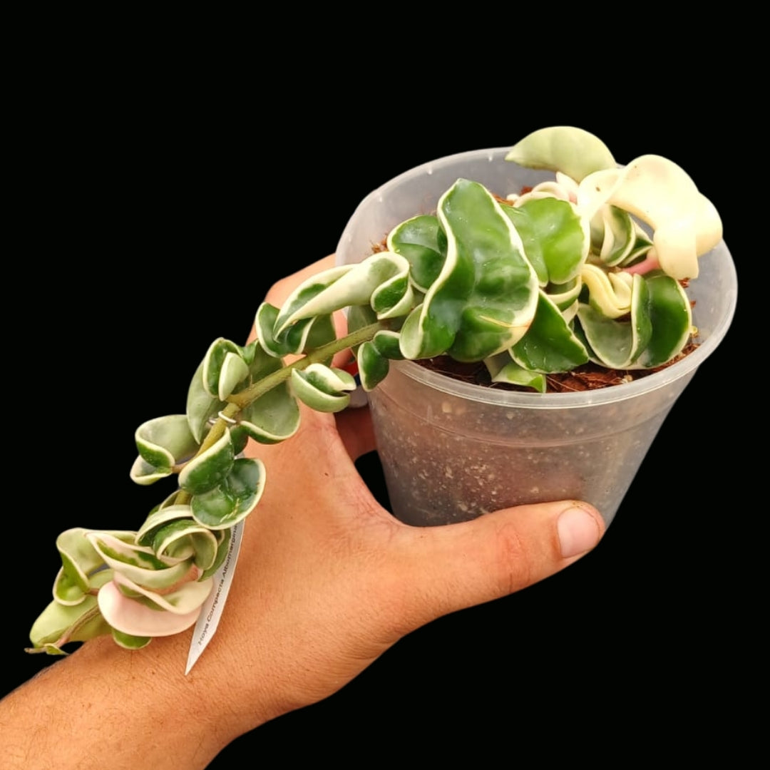 Hoya Compacta Variegated Medium (PRE ORDERS)-JULY90