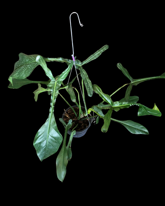 Philodendron Joepii Big (Pre-Order)