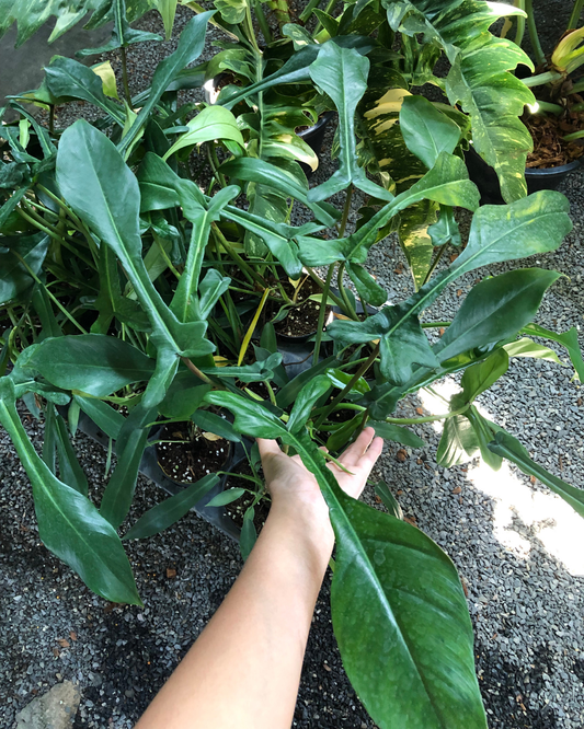 Philodendron Joepii (Pre-Order)