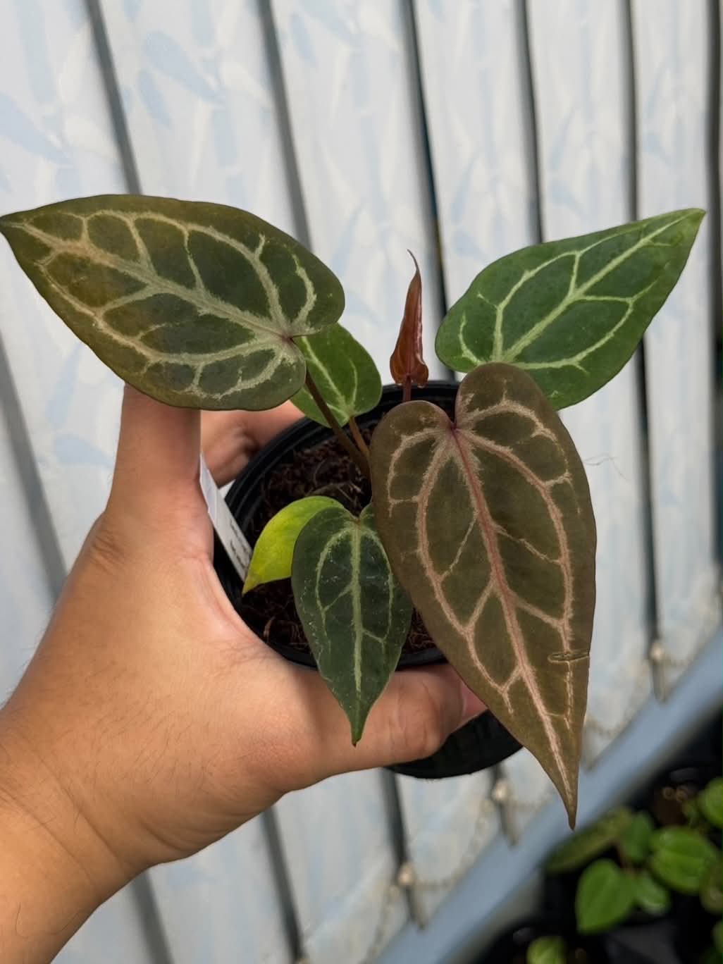 Anthurium (Zara x Dark Handsome) x (Red Velvet Cake x Zara)