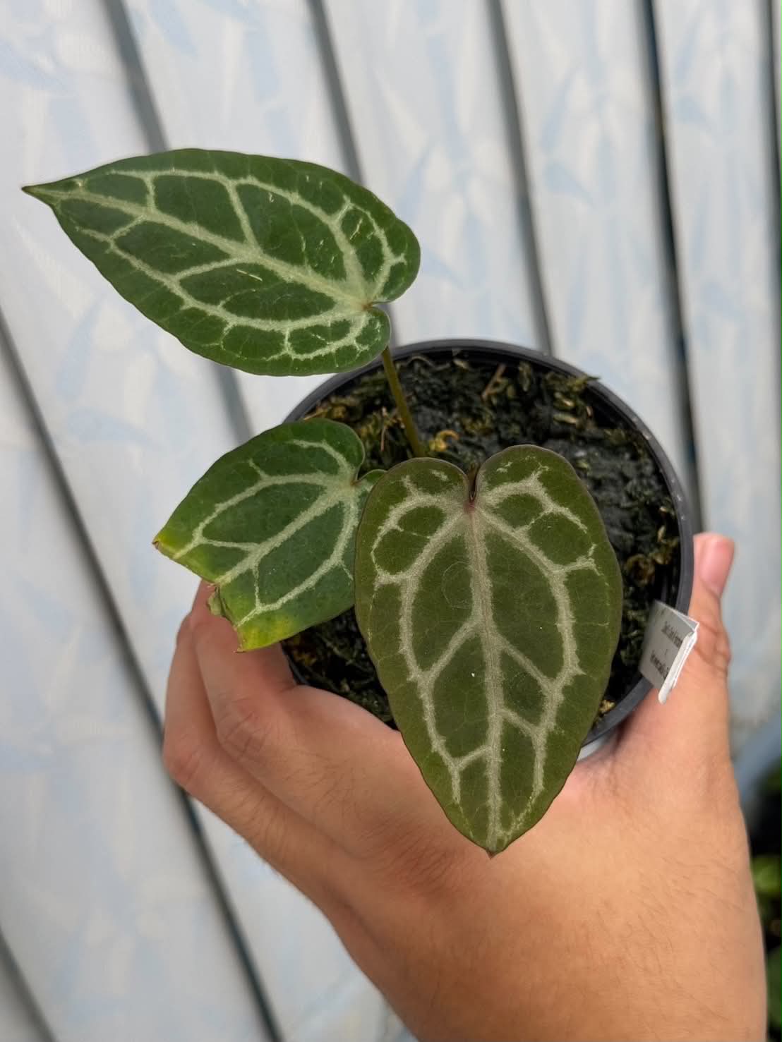 Anthurium (Zara x Dark Handsome) x (Red Velvet Cake x Zara)