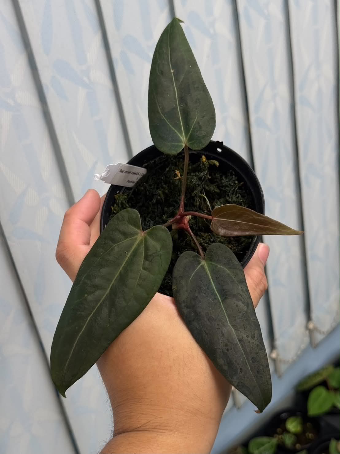 Anthurium (Red Velvet Cake x Dark Handsome) x Portilae Dorito