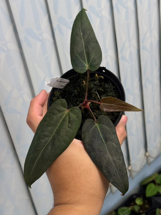 Anthurium (Red Velvet Cake x Dark Handsome) x Portilae Dorito