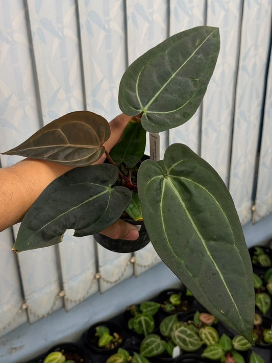 Anthurium Black Sensation x (Dark Handsome x Red Velvet Cake)