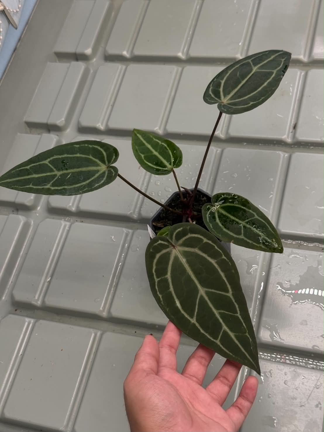 Anthurium (Zara x Dark Handsome) x (Dark Handsome x Red Velvet Cake)