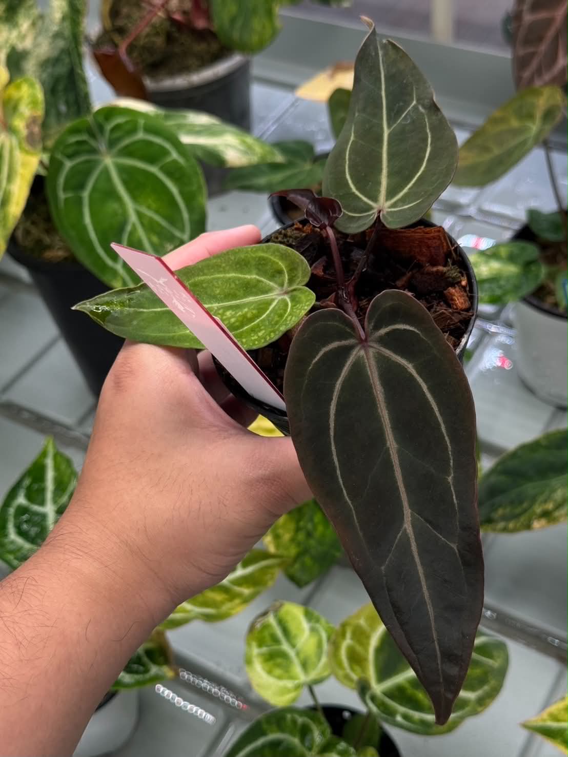 Anthurium (Dark Handsome x Red Velvet Cake) x Sp. Nov DF