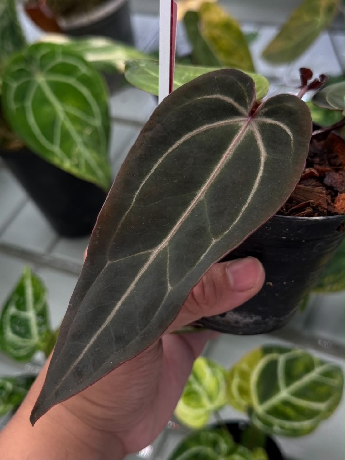 Anthurium (Dark Handsome x Red Velvet Cake) x Sp. Nov DF