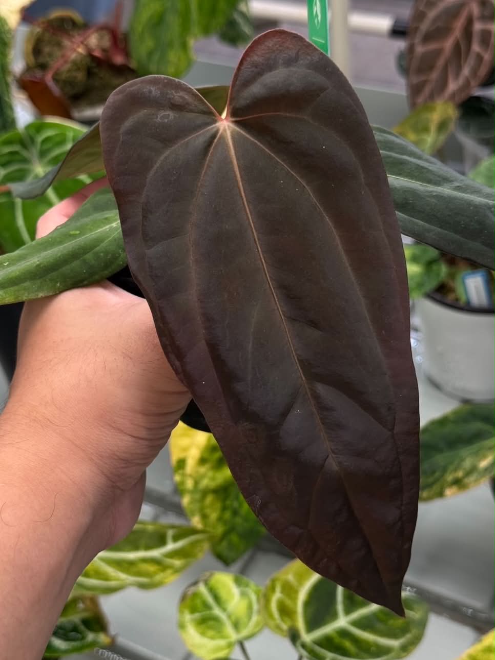 Anthurium Dark & Handsome x BVEP Tezula