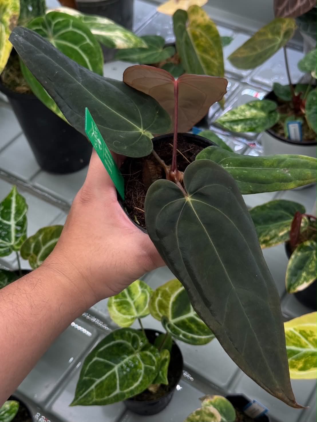 Anthurium Dark & Handsome x BVEP Tezula