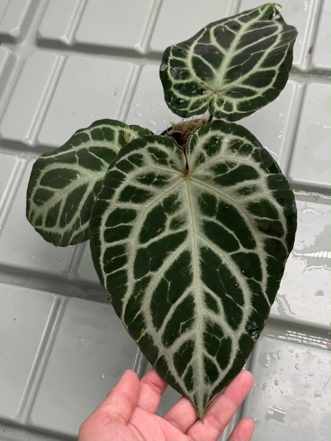 Anthurium Silver Tiger x Red Chocolate