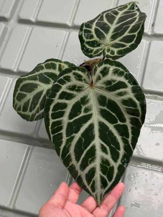 Anthurium Silver Tiger x Red Chocolate