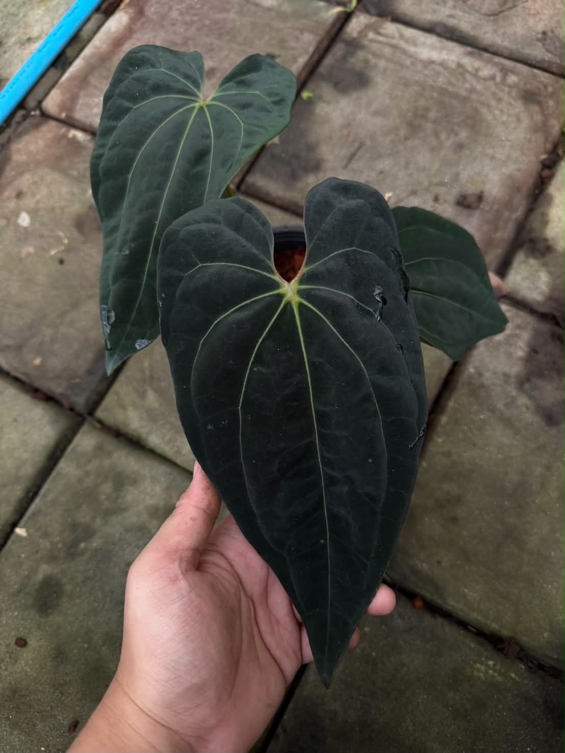 Anthurium Besseae aff. x RVDP