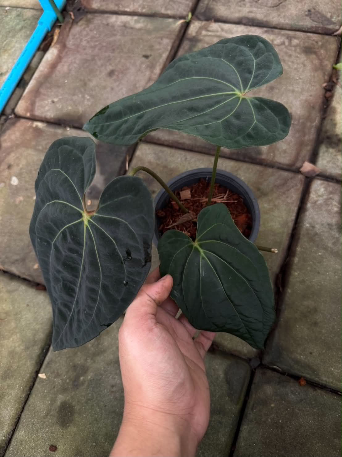 Anthurium Besseae aff. x RVDP