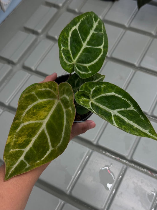Anthurium Pap var. x Red Chocolate