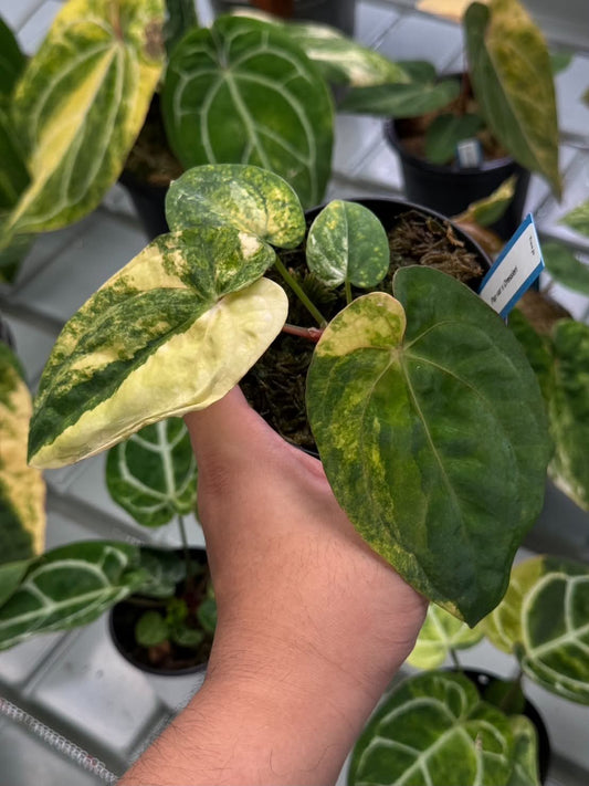 Anthurium Pap var. x Dressleri