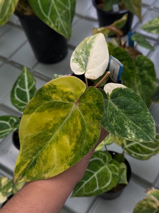 Anthurium Pap var. x Michelle