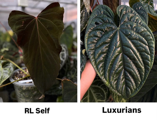Anthurium RL Self x Luxurians
