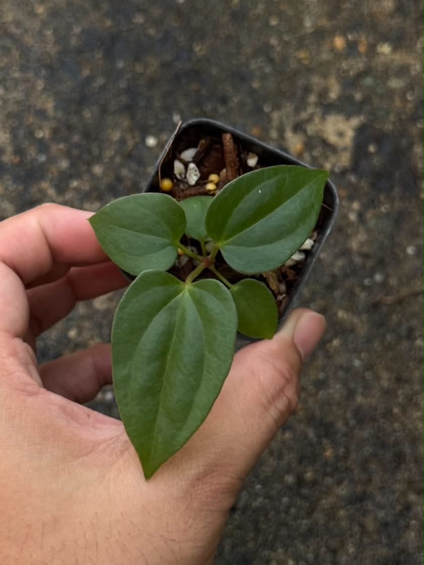 Anthurium RL Self x Luxurians