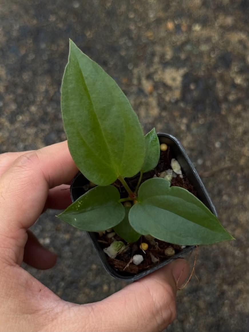 Anthurium RL Self x Luxurians