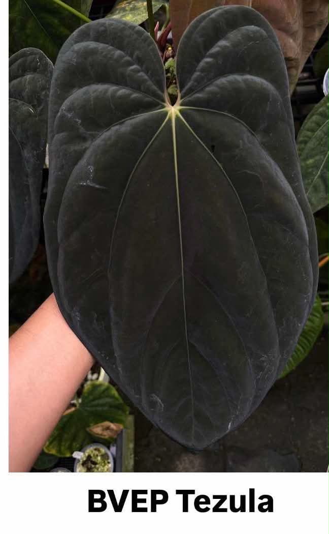 Anthurium BVEP Tezula x Self