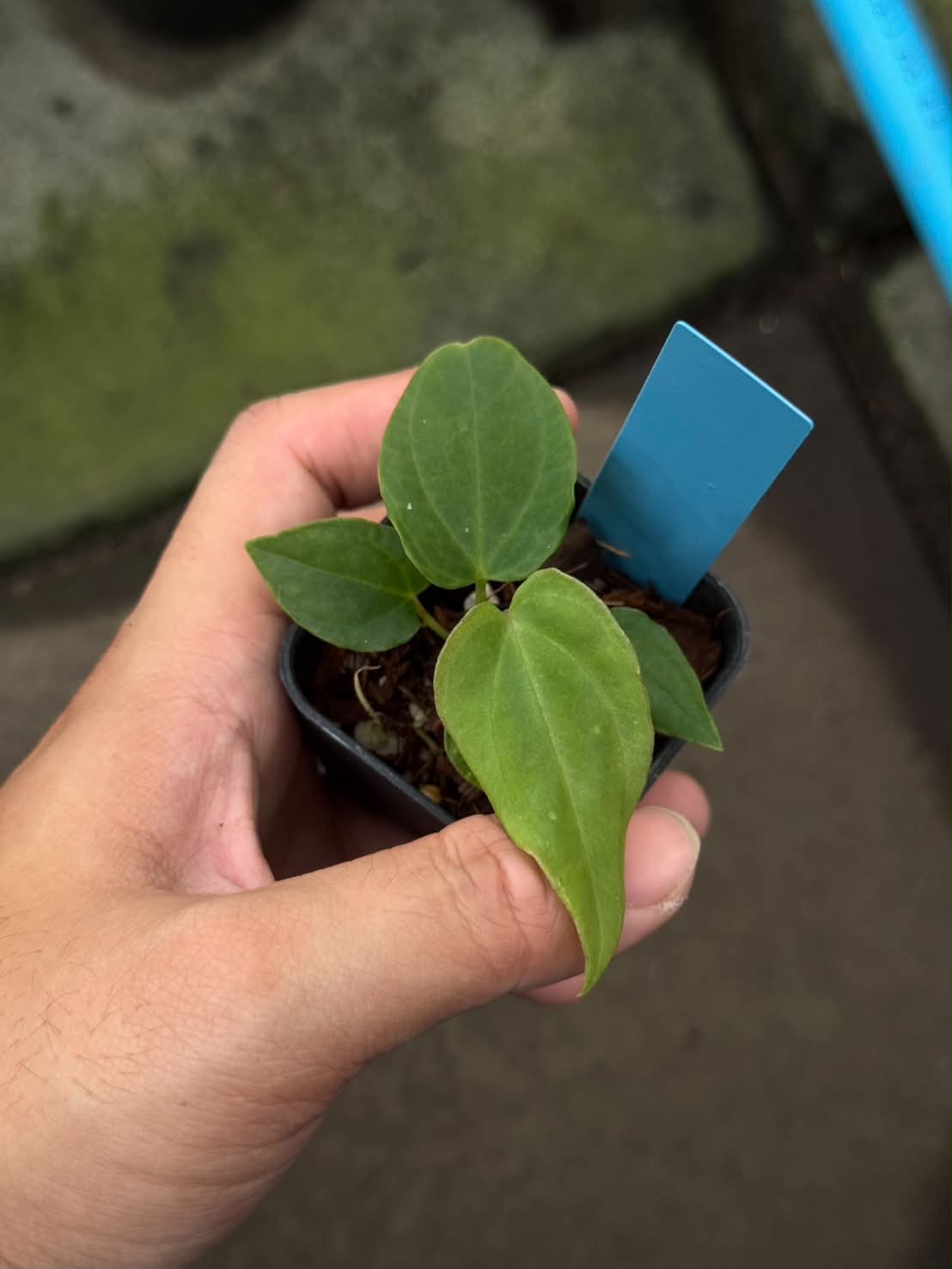 Anthurium BVEP Tezula x Self