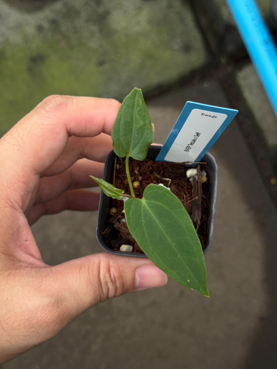 Anthurium BVEP Tezula x Self